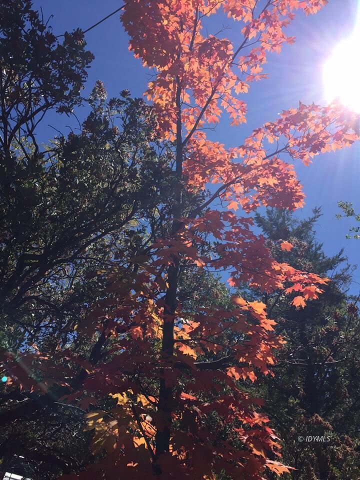 25405 Seneca Road Idyllwild, CA 92549 - Photo 47 of 61 a picture of tree