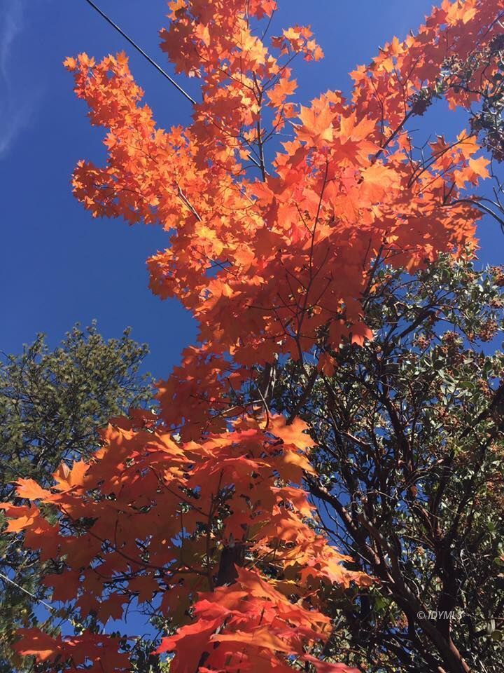 25405 Seneca Road Idyllwild, CA 92549 - Photo 48 of 61 a view of tree