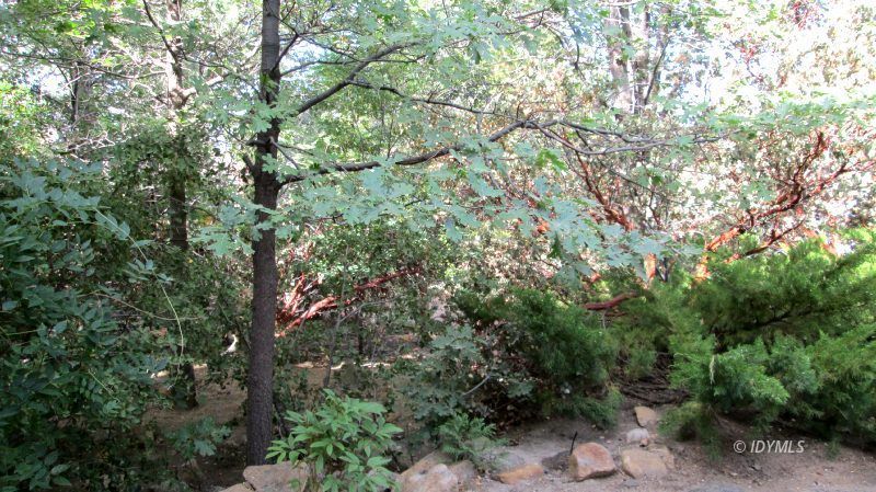 25405 Seneca Road Idyllwild, CA 92549 - Photo 52 of 61 a view of a forest with a tree
