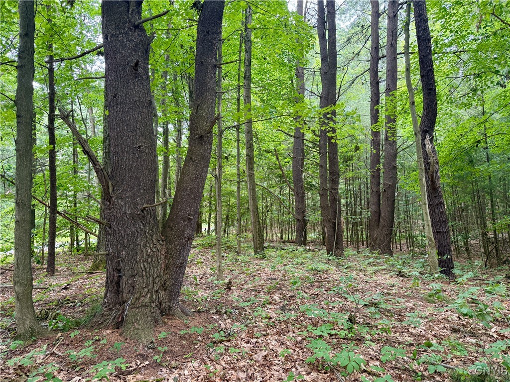 Beck Road Blossvale, NY 13308 - Photo 10 of 17 Gallery Image 10