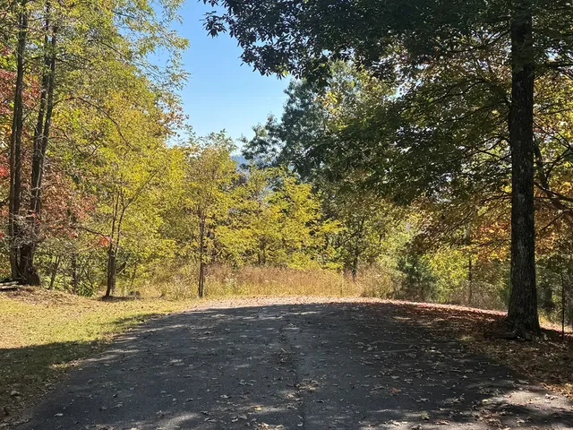 a view of a yard with a tree