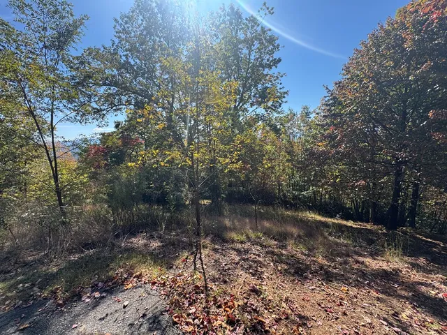 a view of a yard with a tree