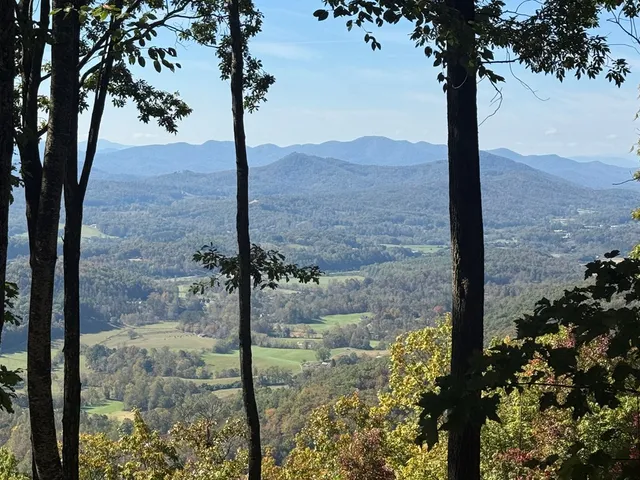 a view of a garden with a tree in the background
