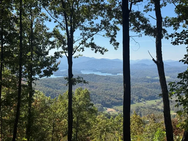 a view of a tree in the yard next to a yard