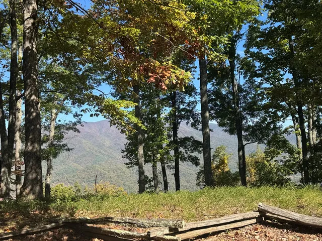 a view of a yard with a tree