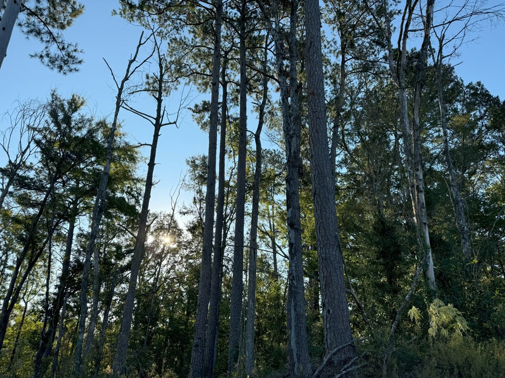 0 Ms Highway Crosby, MS 39633 - Photo 39 of 45 Photo 39