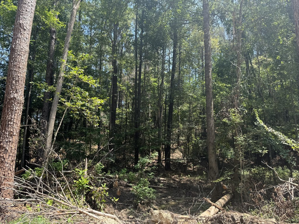 0 Ms Highway Crosby, MS 39633 - Photo 8 of 45 Photo 8