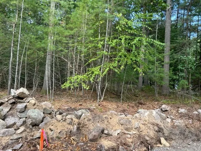 a view of a forest with trees