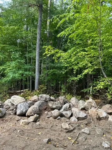 a view of a large yard with lots of trees