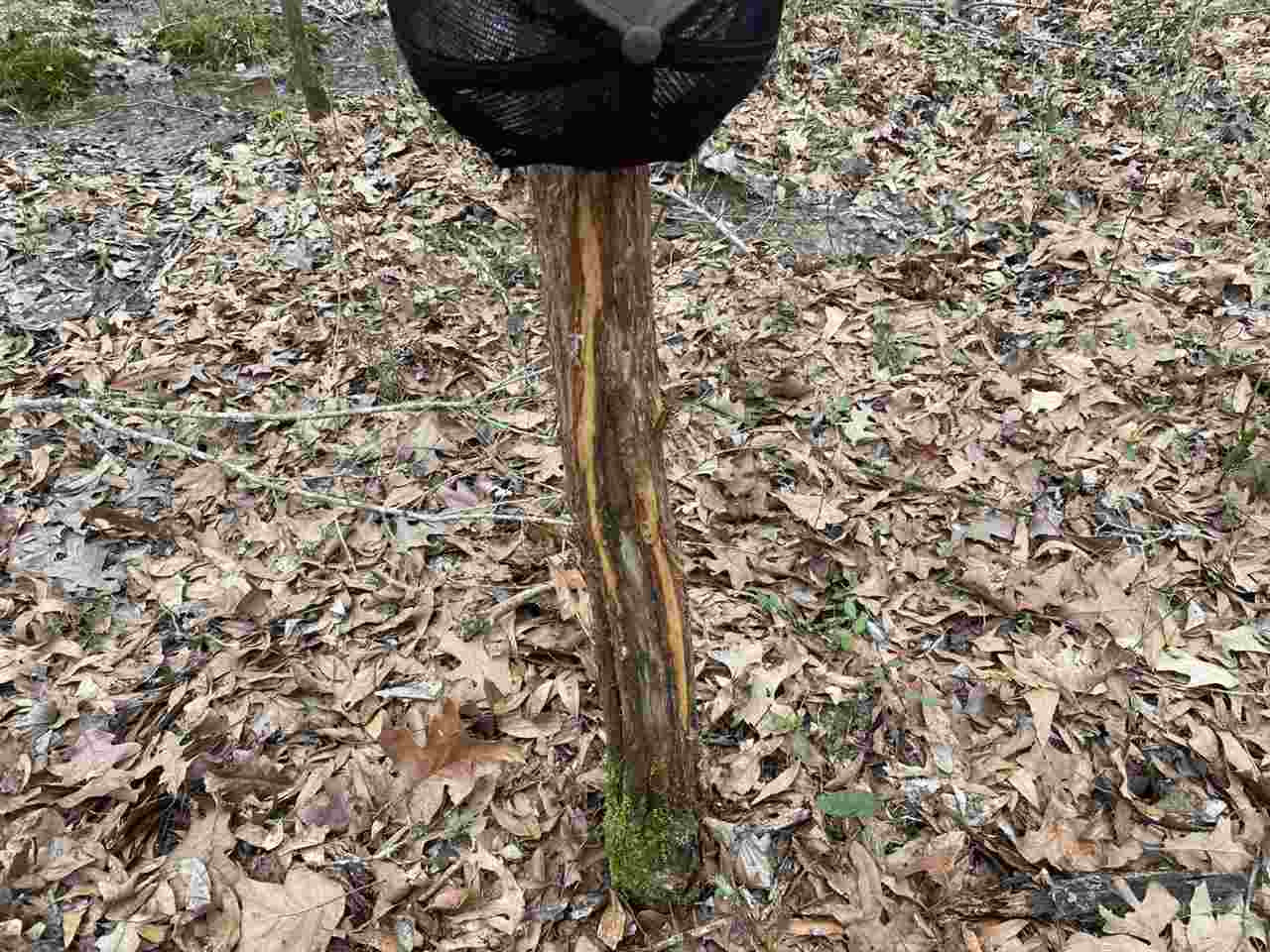 0 Slayton Road Benton, MS 39039 - Photo 22 of 44 Photo 22