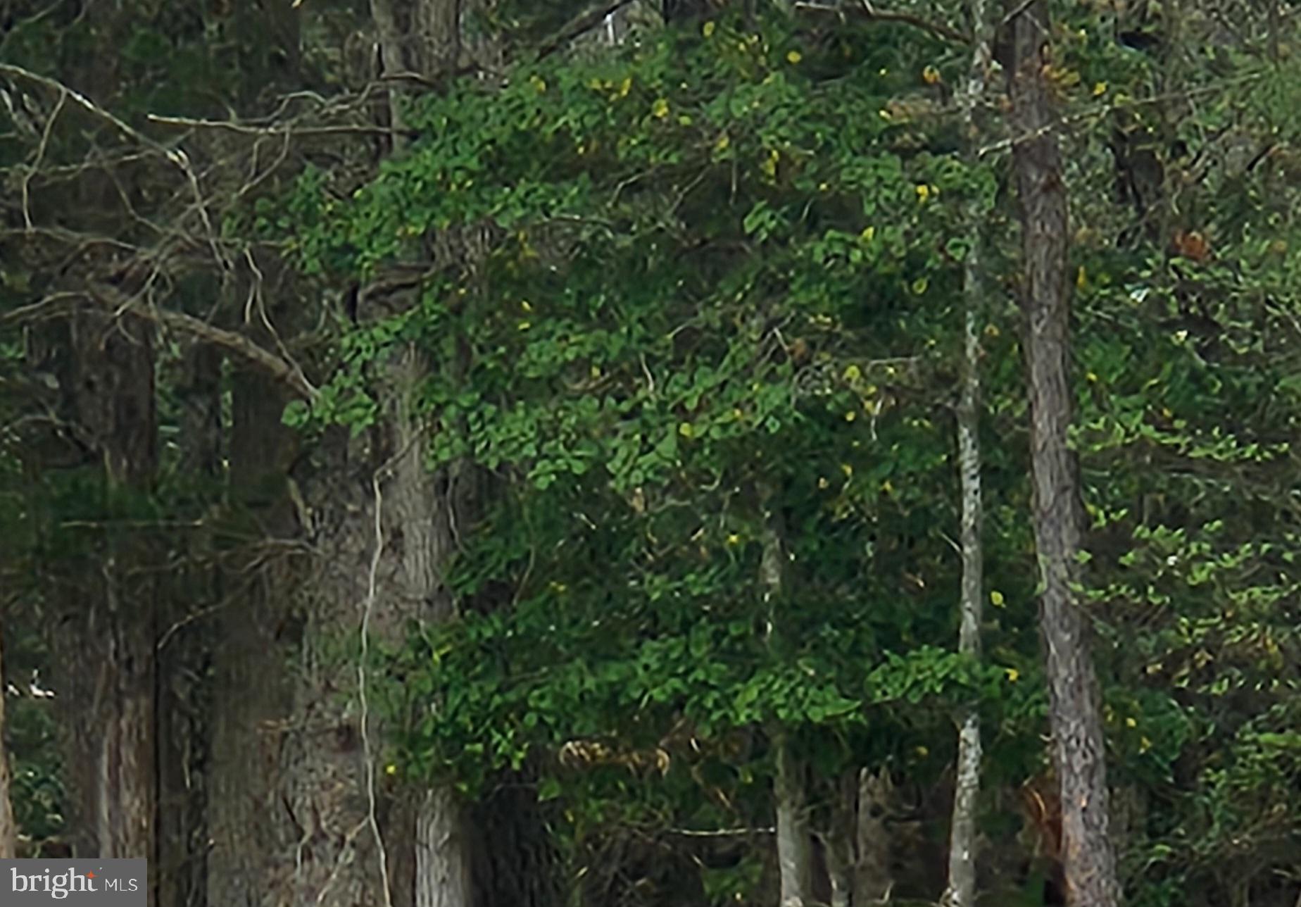 42700 Moll Dyer Road Leonardtown, MD 20650 - Photo 1 of 1 Lush greenery amidst towering trees.