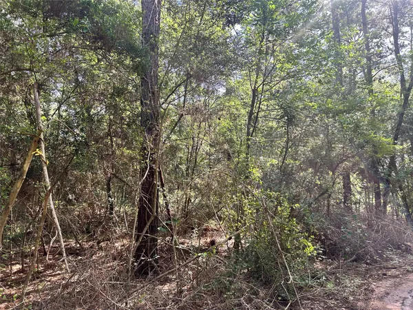 a view of a forest with a tree
