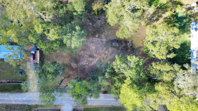 a plant that is in a garden