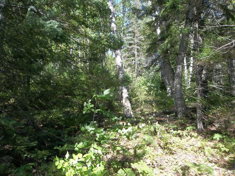 Lot #3 Birch Point Road Cooper, ME 04657 - Photo 6 of 8 100_9405