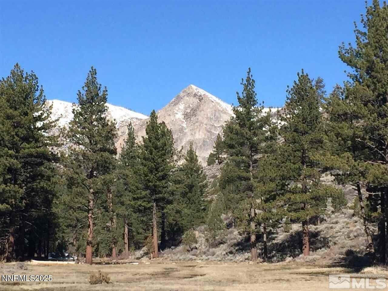 047 State Route 89 Markleeville, CA 96120 - Photo 11 of 70 a view of a yard with a tree