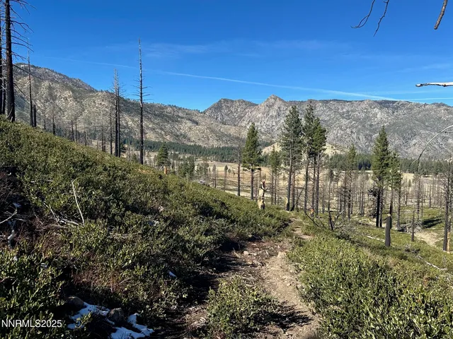 a view of a yard with plants and trees