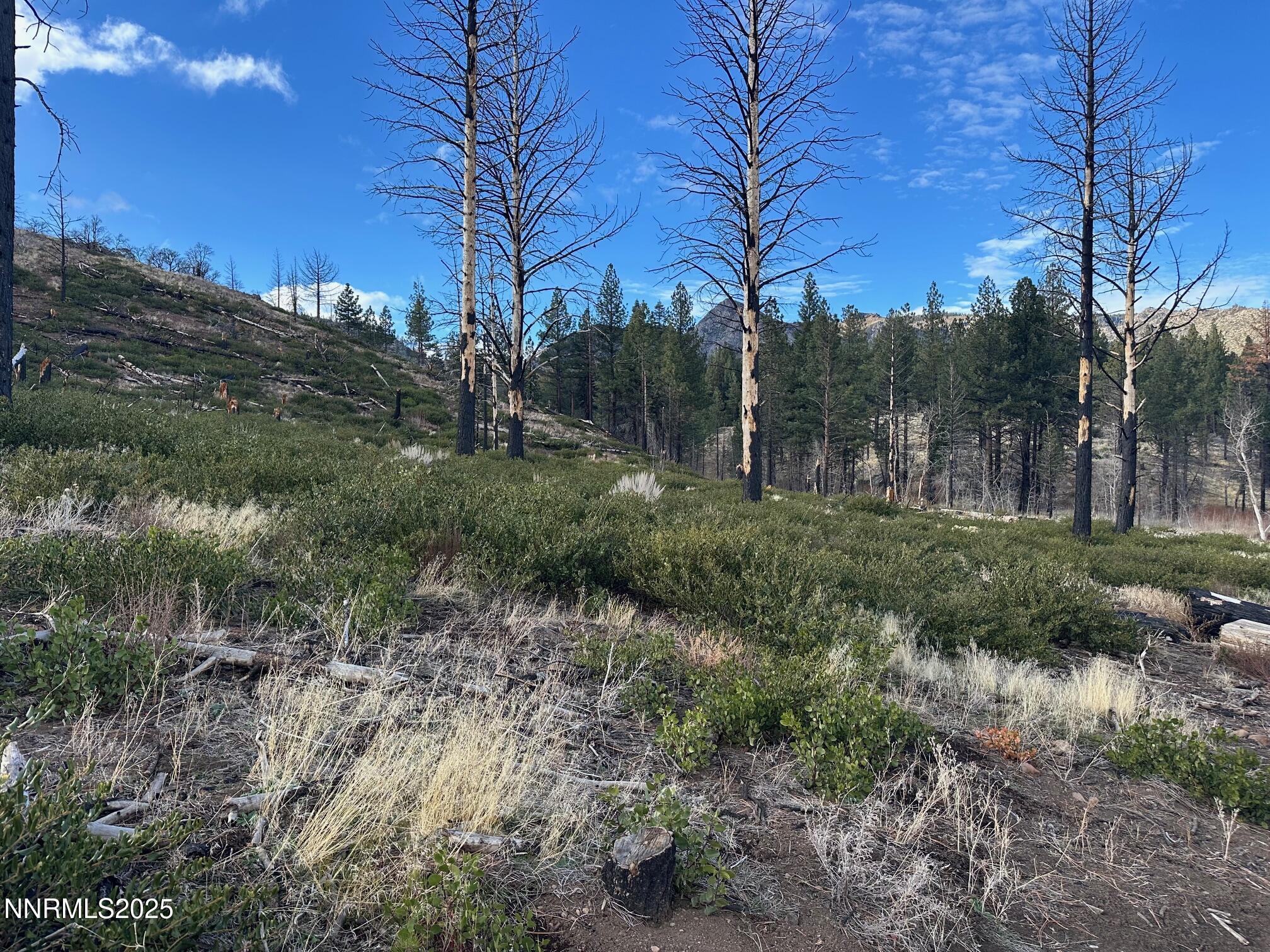 047 State Route 89 Markleeville, CA 96120 - Photo 50 of 70 a big yard with lots of green space