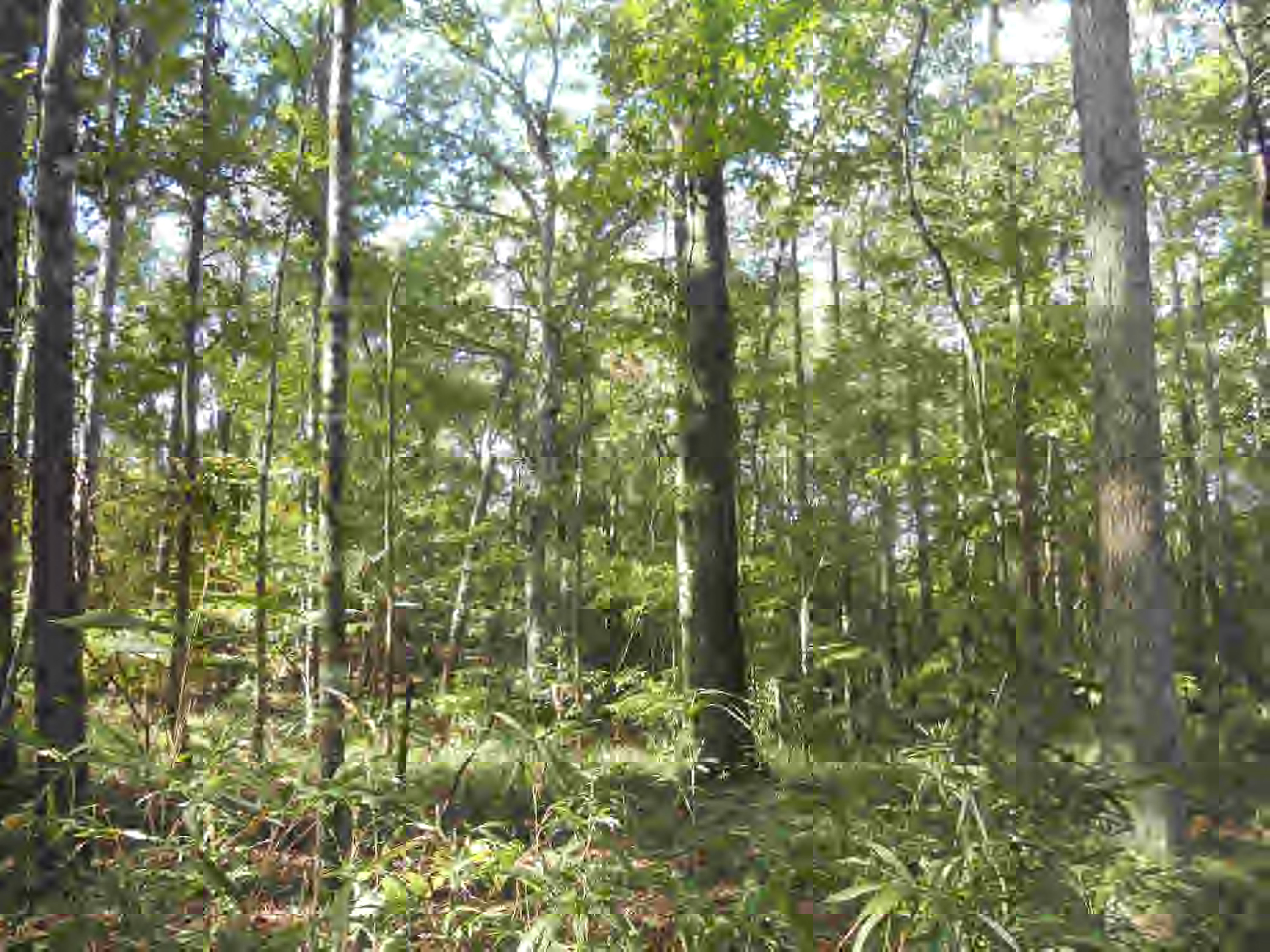 Netterville Road Gloster, MS 39638 - Photo 1 of 1 Main View