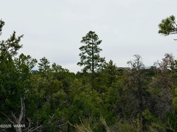 a backyard of a house with lots of trees
