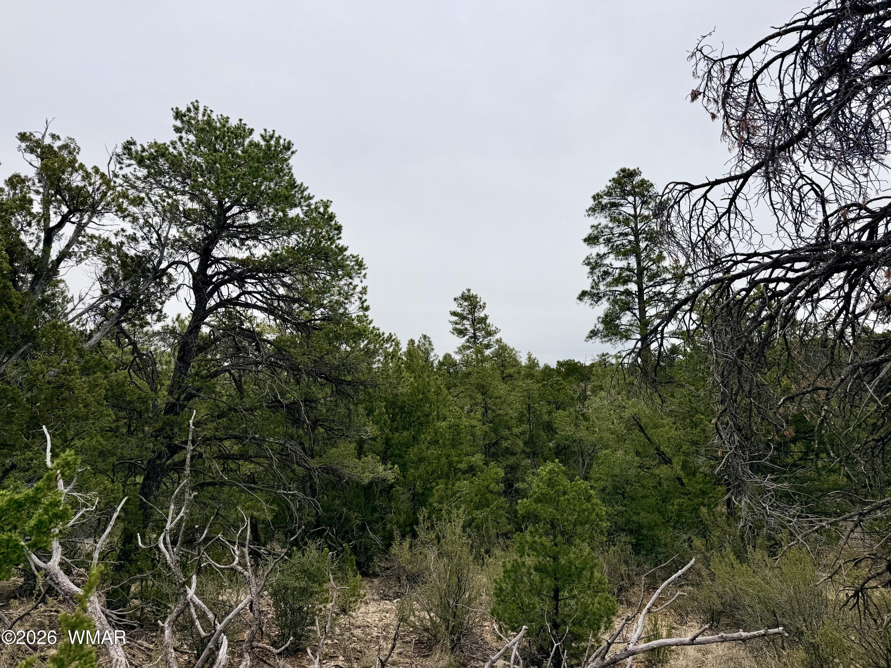 4918 Sunset Ridge Drive Happy Jack, AZ 86024 - Photo 3 of 10 a view of a forest with a tree
