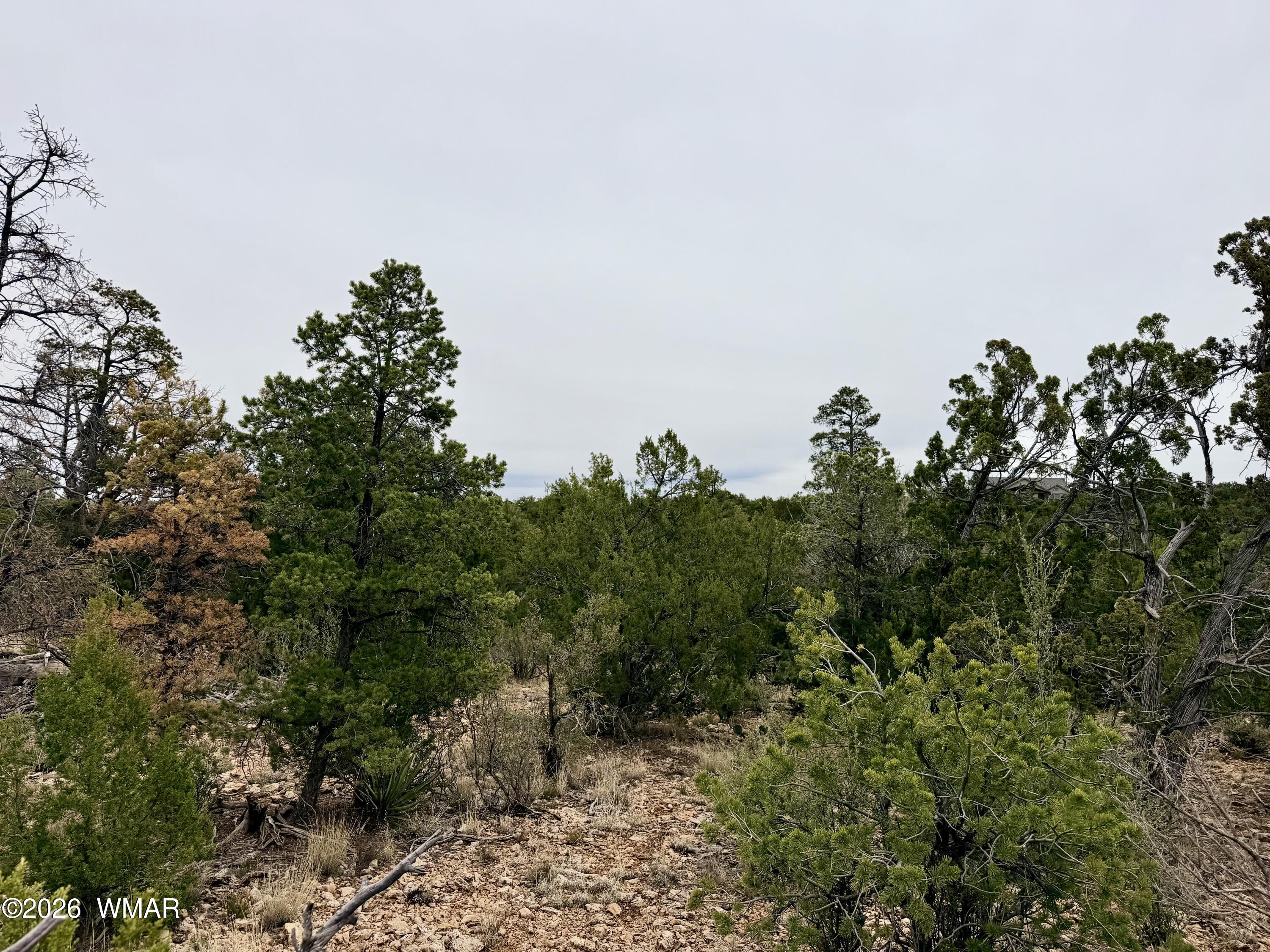 4918 Sunset Ridge Drive Happy Jack, AZ 86024 - Photo 4 of 10 a view of a bunch of trees in a field