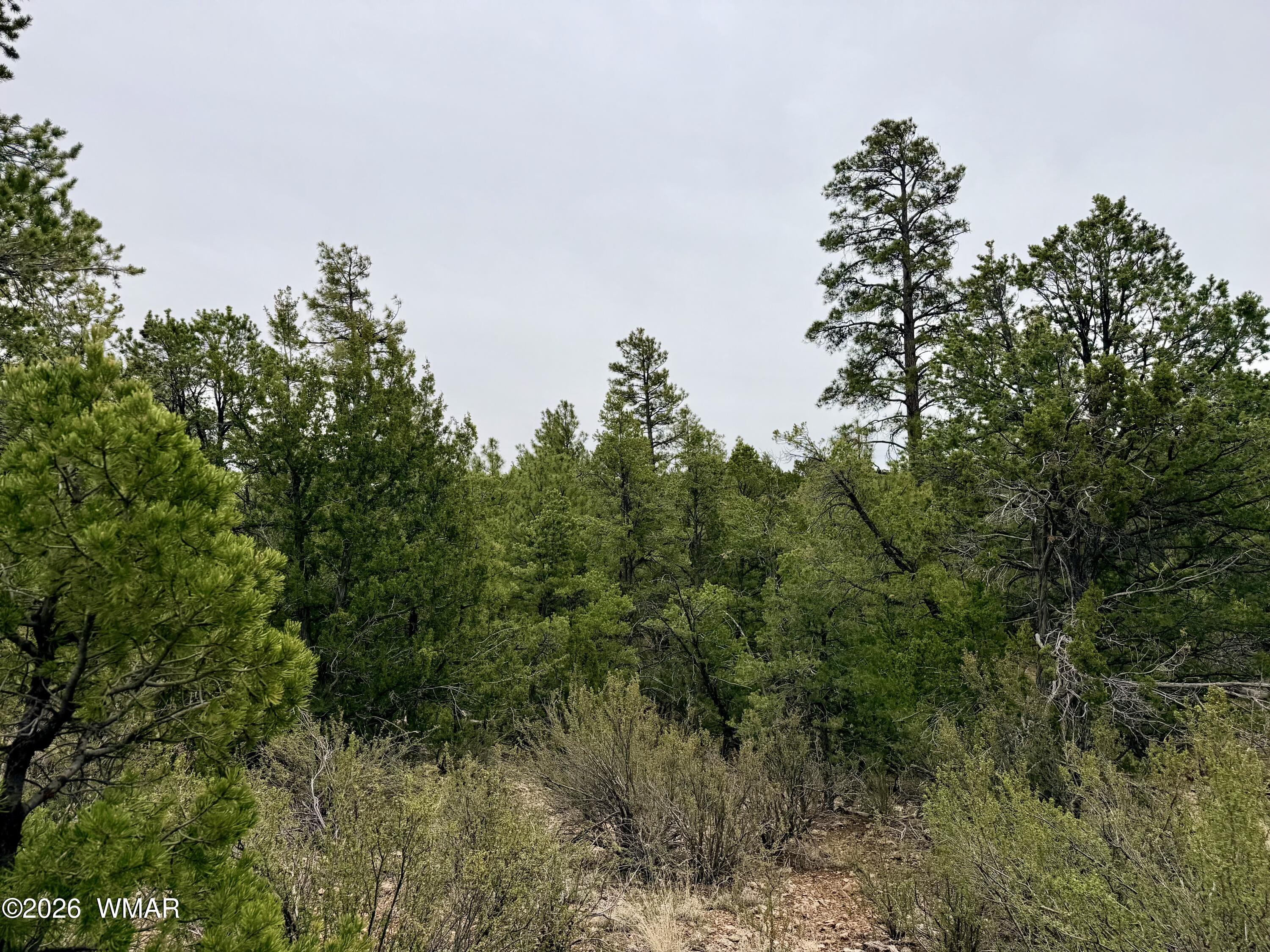 4918 Sunset Ridge Drive Happy Jack, AZ 86024 - Photo 5 of 10 a view of a lush green forest with lots of trees
