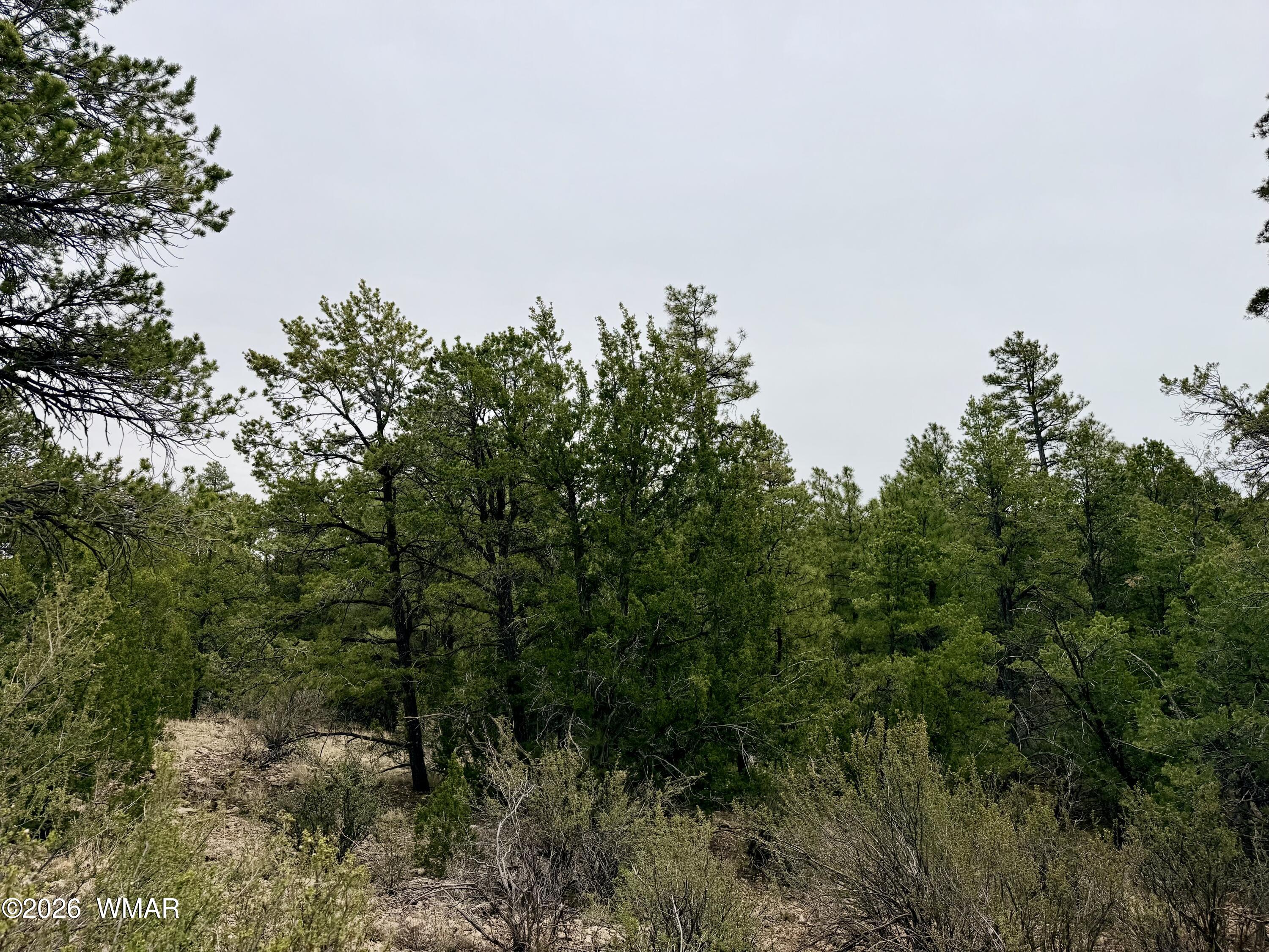 4918 Sunset Ridge Drive Happy Jack, AZ 86024 - Photo 6 of 10 a view of a field of grass and trees