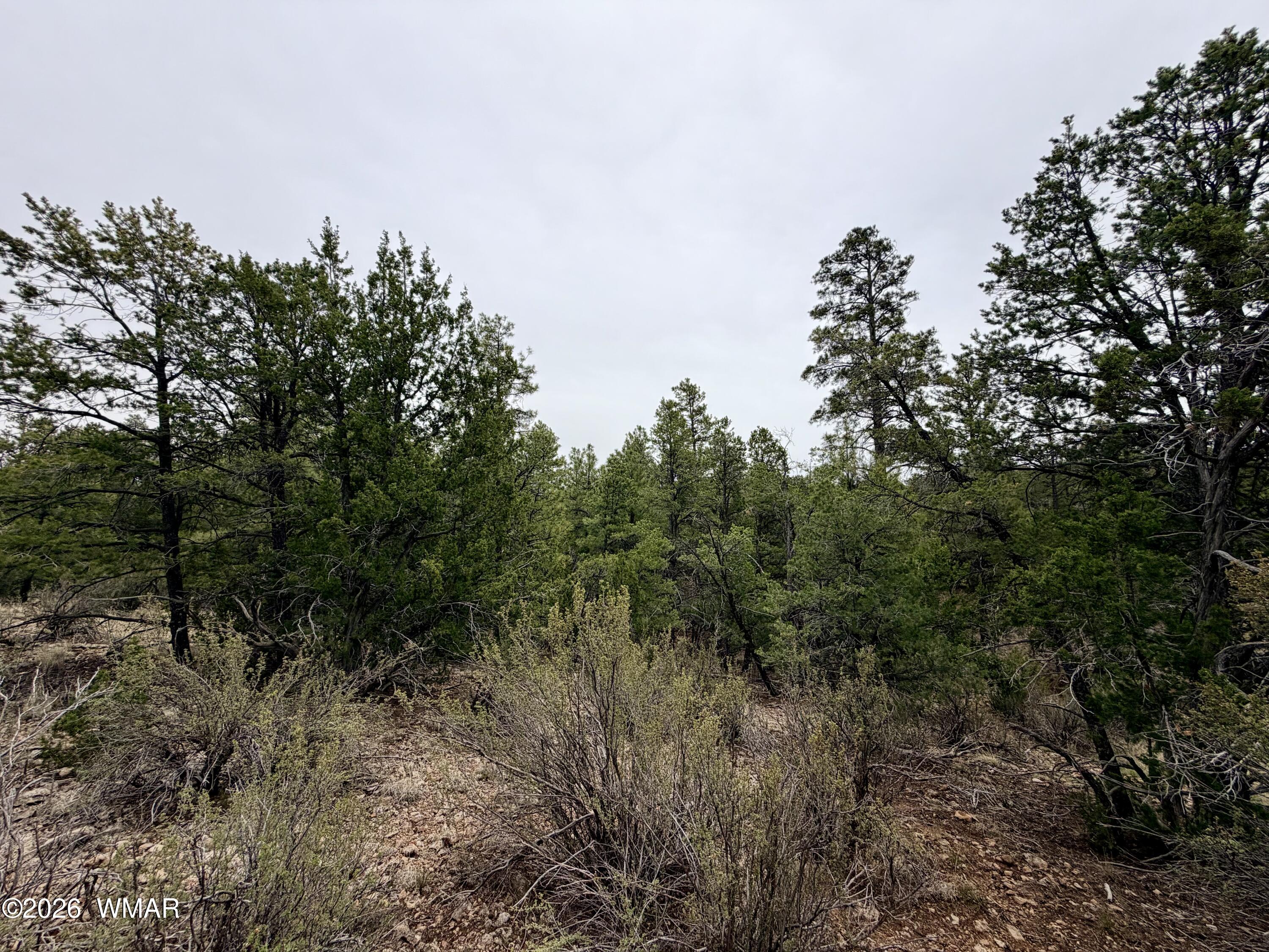 4918 Sunset Ridge Drive Happy Jack, AZ 86024 - Photo 7 of 10 a view of a forest with a tree in the background