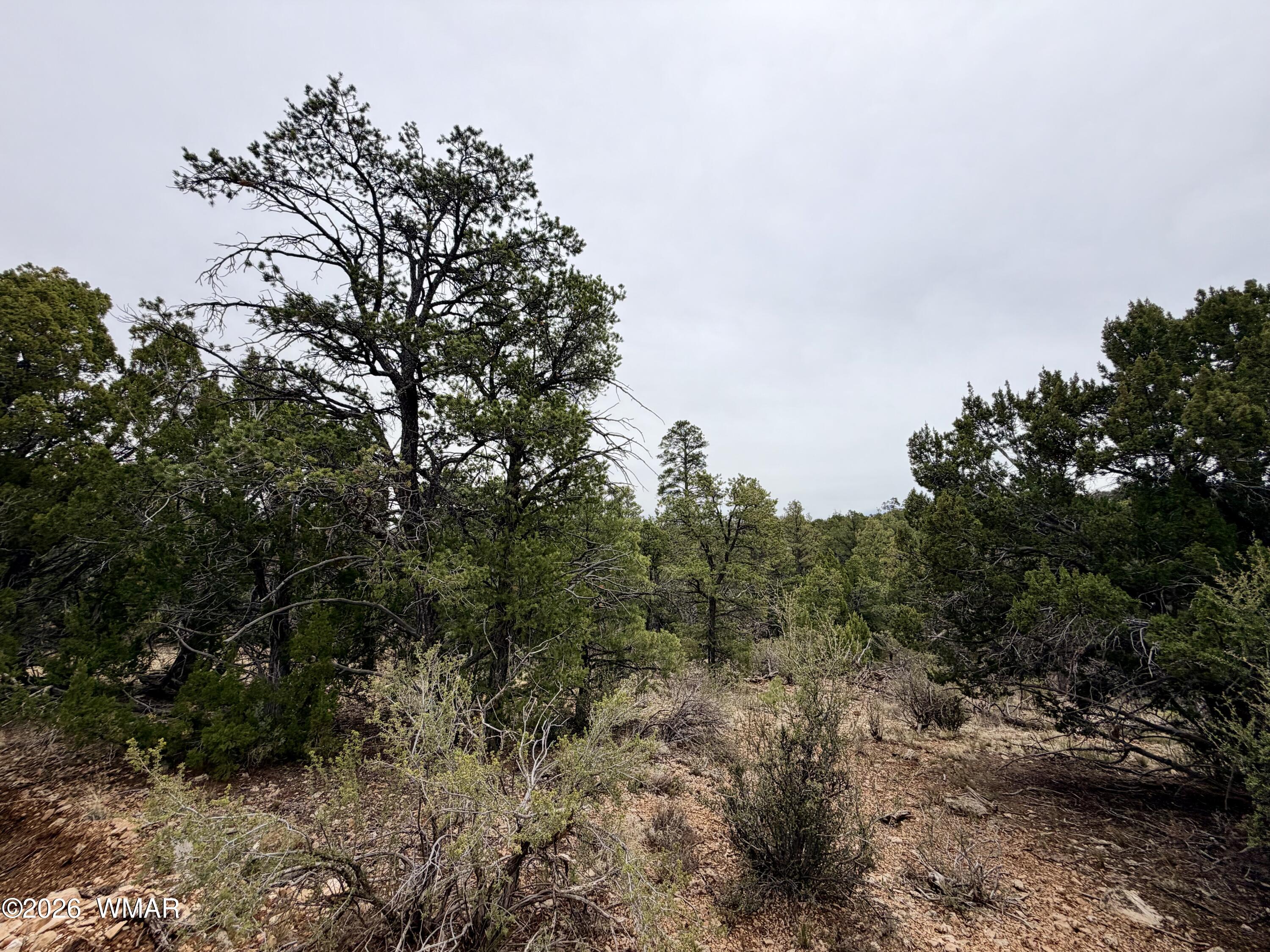 4918 Sunset Ridge Drive Happy Jack, AZ 86024 - Photo 8 of 10 a view of a forest with trees in the background