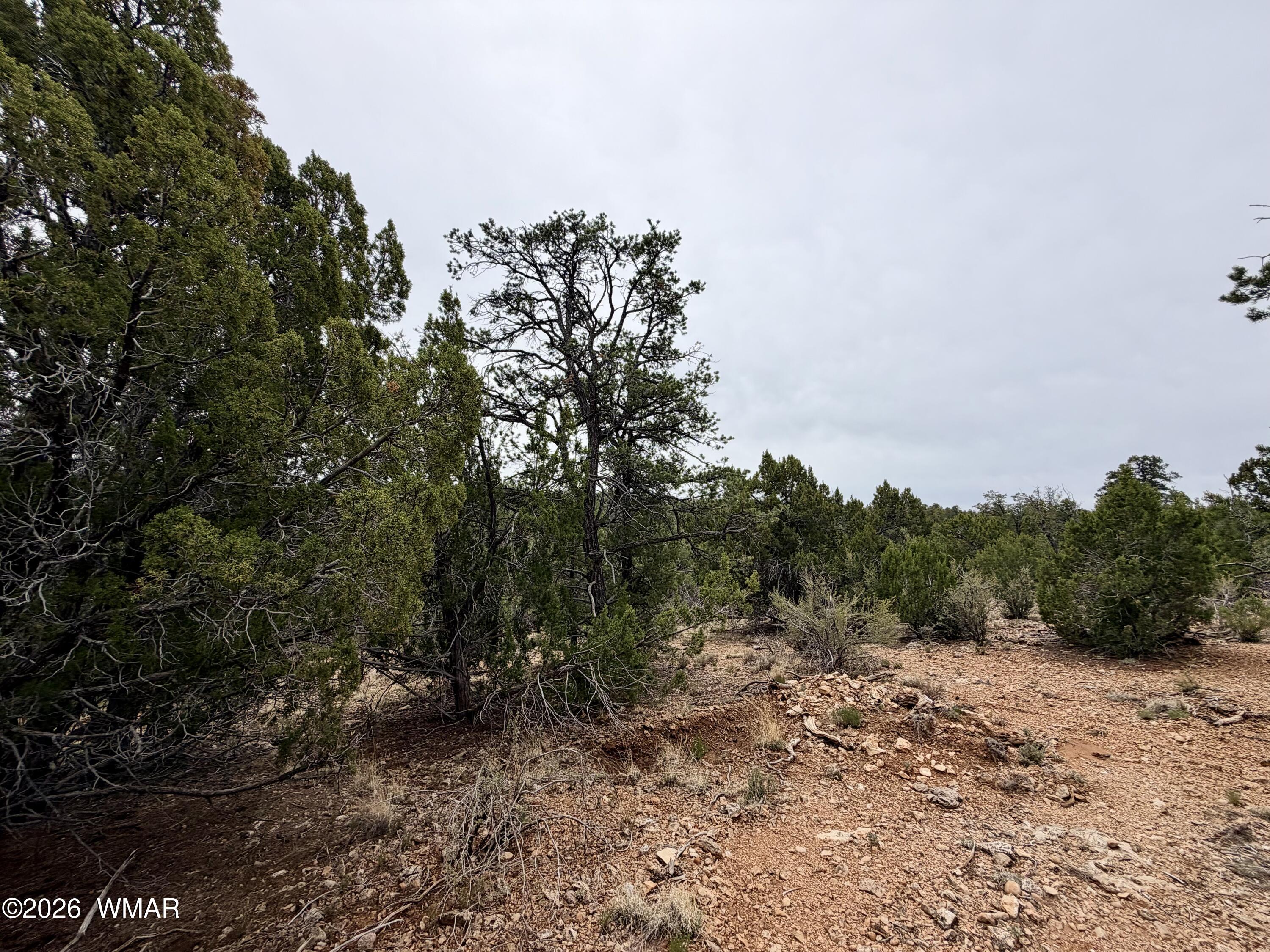 4918 Sunset Ridge Drive Happy Jack, AZ 86024 - Photo 9 of 10 a view of a forest with trees in the background