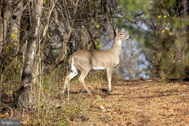 $2,150,000 | 10543 Woodsboro Road, Woodsboro, MD 21798