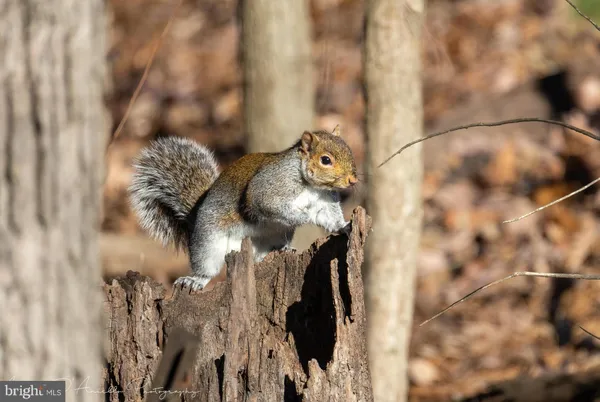 $1,950,000 | 10543 Woodsboro Road, Woodsboro, MD 21798