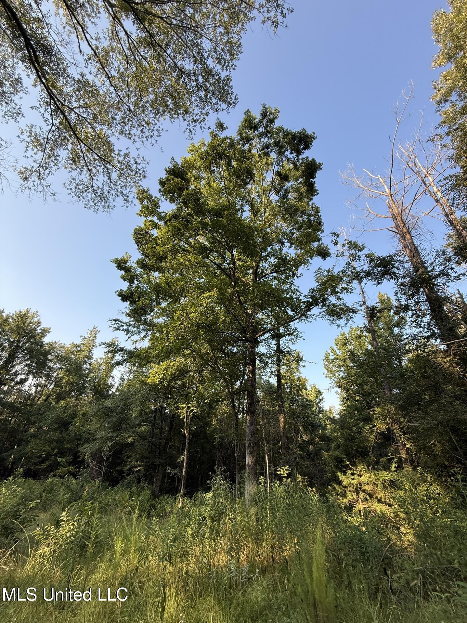 Sumrall Road Crystal Springs, MS 39059 - Photo 11 of 15 IMG_9524