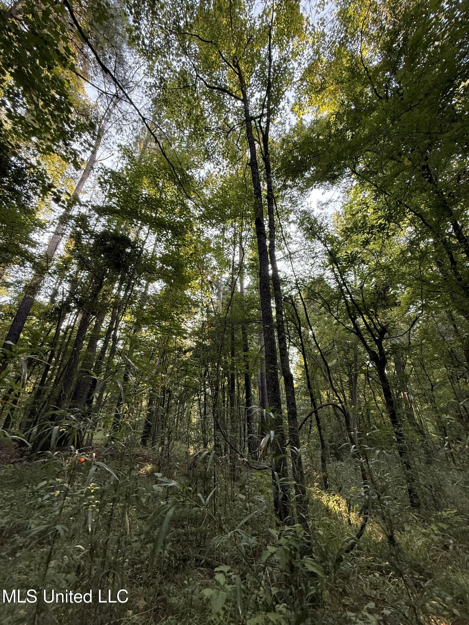 Sumrall Road Crystal Springs, MS 39059 - Photo 12 of 15 IMG_9529
