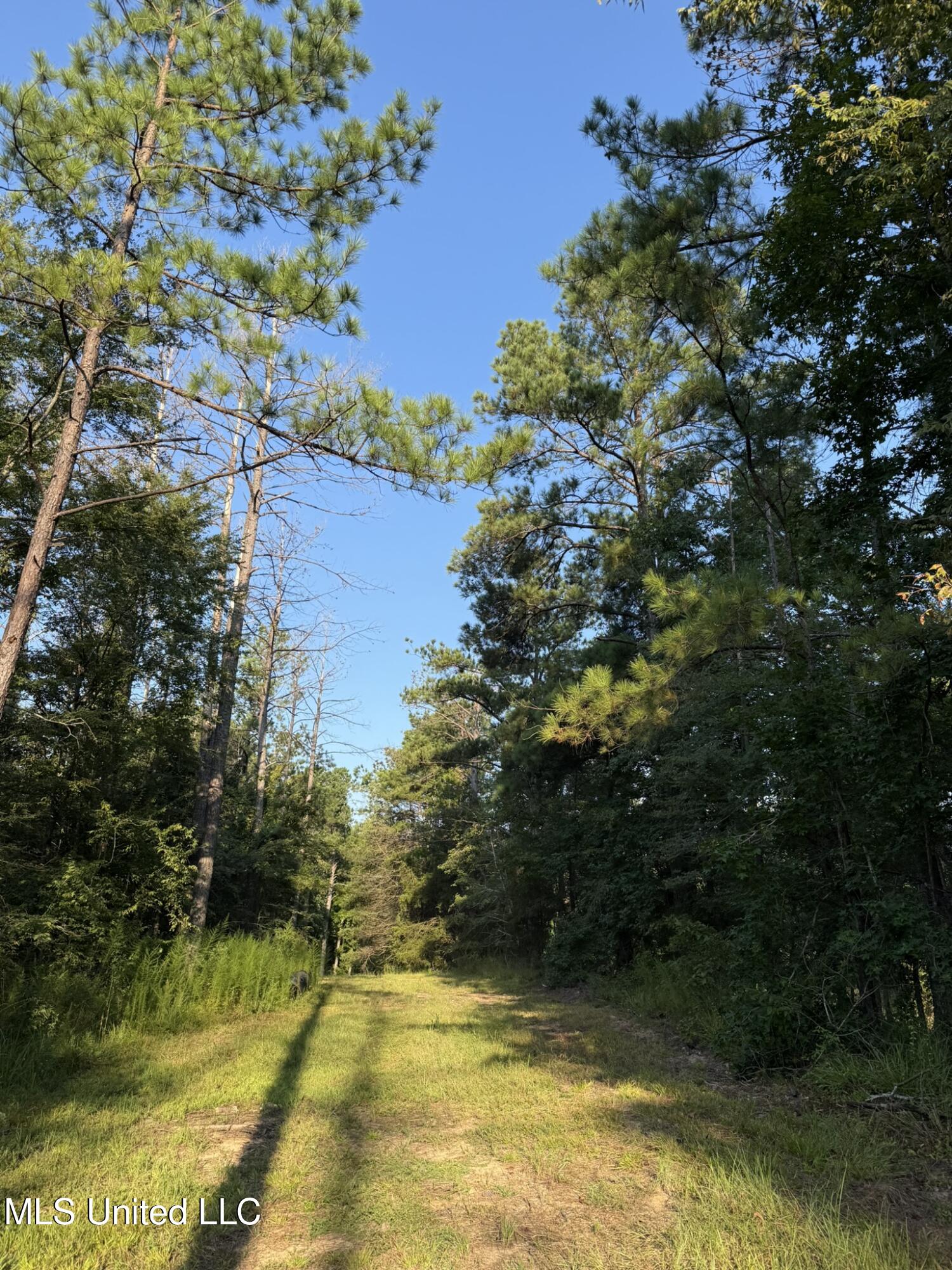 Sumrall Road Crystal Springs, MS 39059 - Photo 8 of 15 IMG_9517