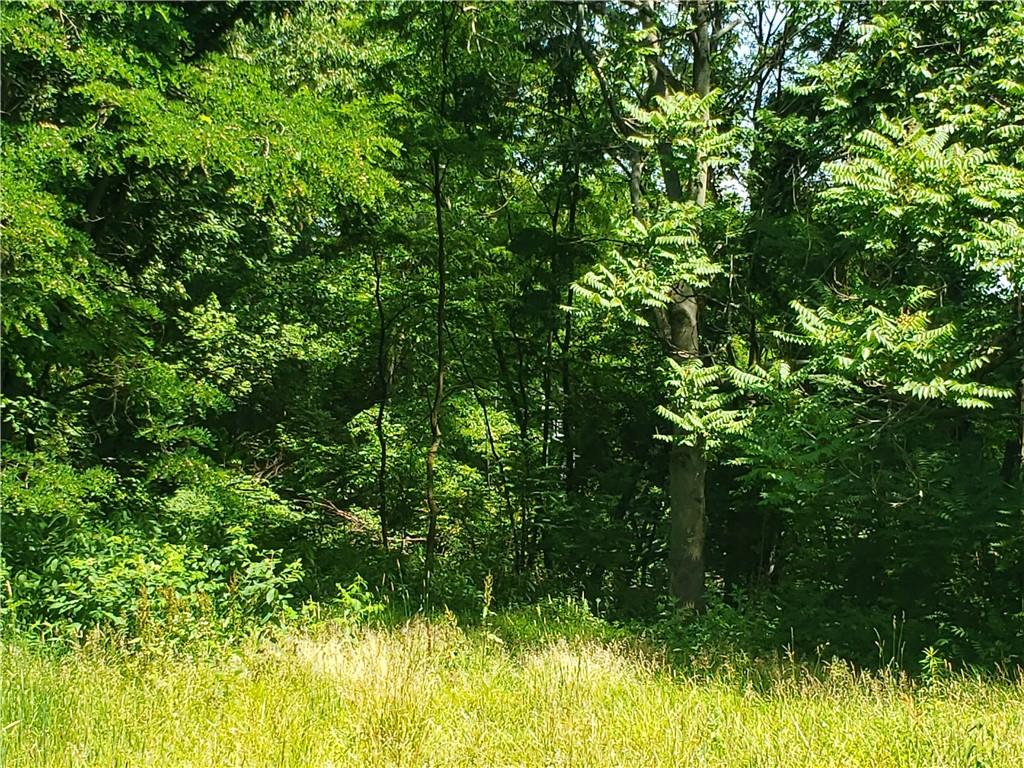 1439 Sharon Road New Brighton, PA 15066 - Photo 24 of 33 a view of a lush green forest