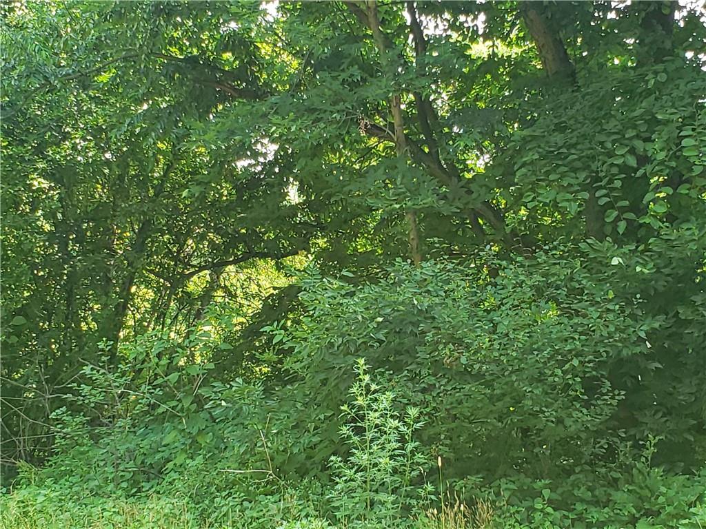 1439 Sharon Road New Brighton, PA 15066 - Photo 26 of 33 a view of a lush green forest