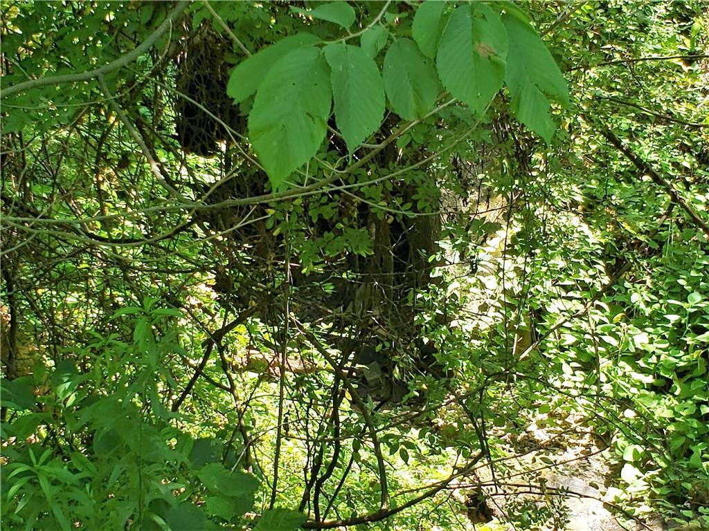 1439 Sharon Road New Brighton, PA 15066 - Photo 33 of 33 a view of a plant in a garden