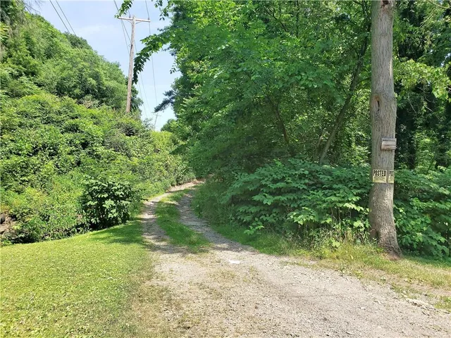 a view of a yard with plants and a large tree