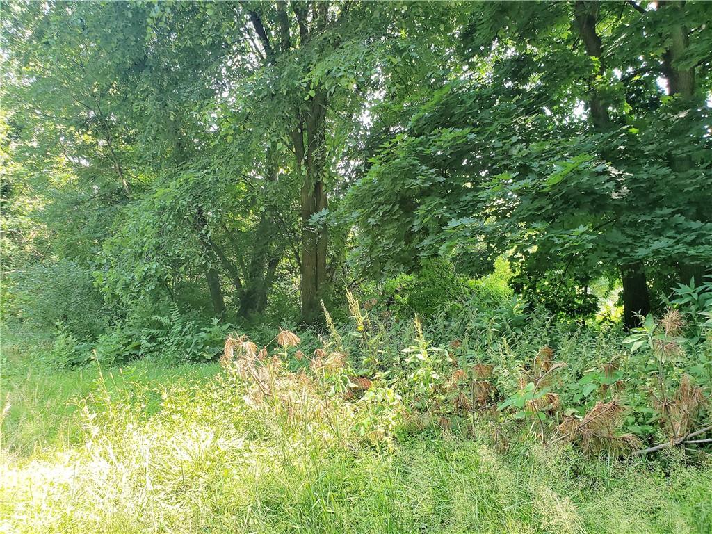 1439 Sharon Road New Brighton, PA 15066 - Photo 8 of 33 a view of a lush green forest