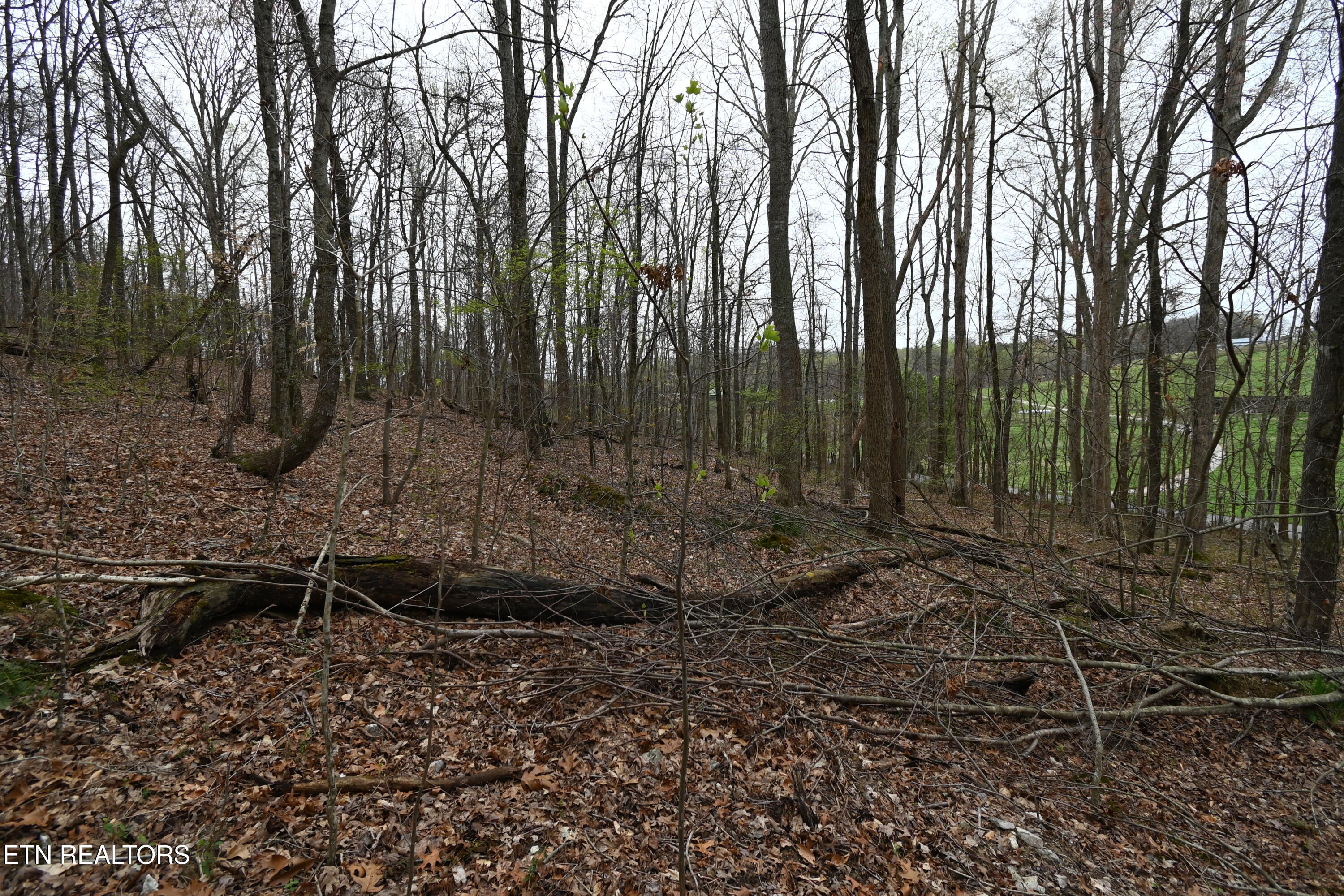 58.5-acres Greenlee Road Rutledge, TN 37861 - Photo 4 of 28 DSC_0695