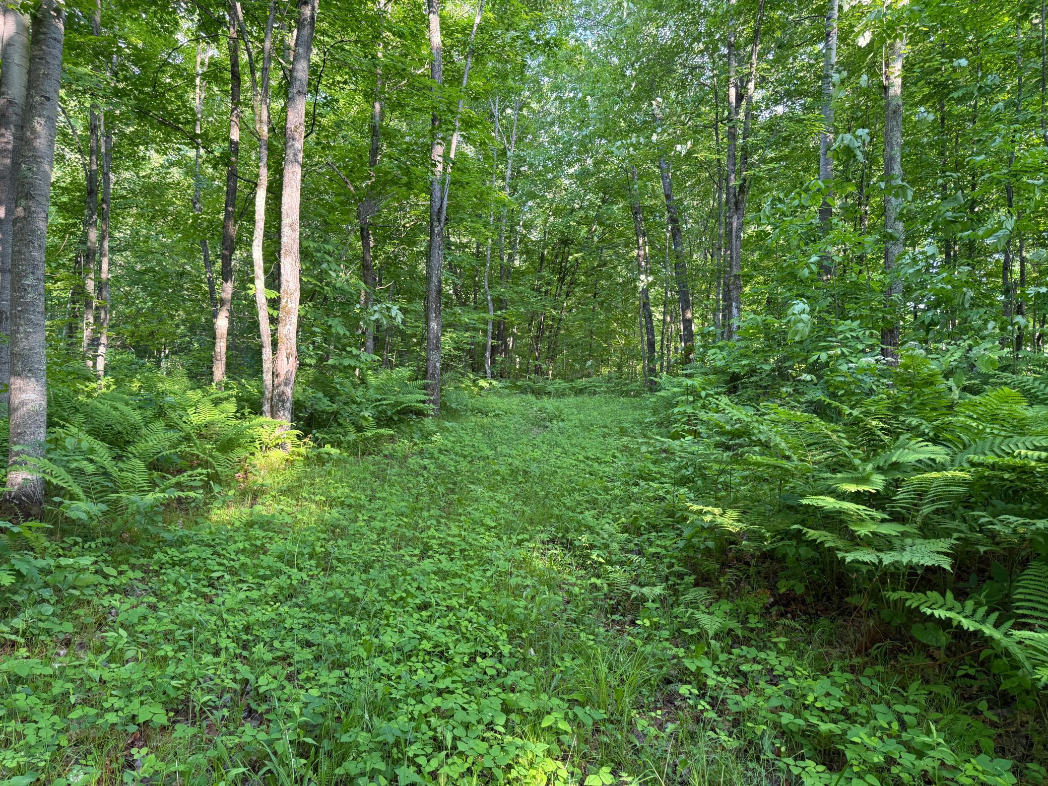 Tbd Shady Lane Trego, WI 54888 - Photo 7 of 26