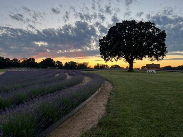 0 Gramer Road Webberville, MI 48892 - Photo 8 of 9 Ocimeae Lavendar Farm 3