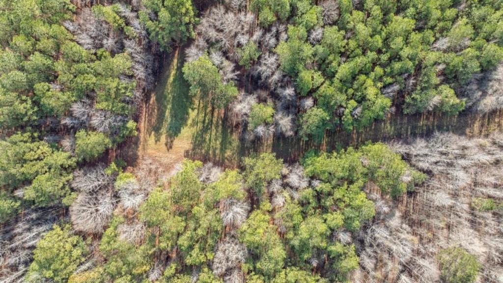 0 Double Bridges Road Madison, GA 30650 - Photo 12 of 20 a backyard of a house with lots of green space