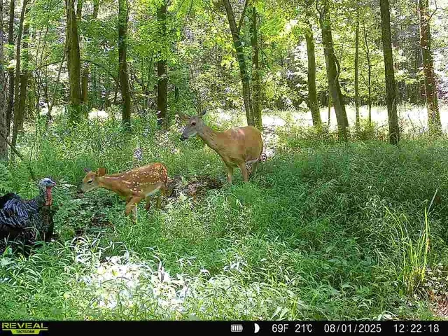 a view of yard with green space