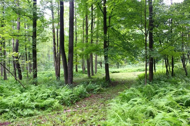 a view of lush green forest