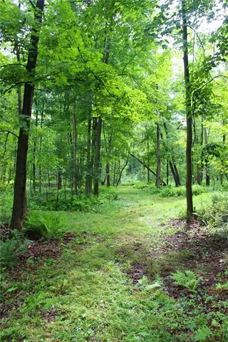 a view of a lush green space