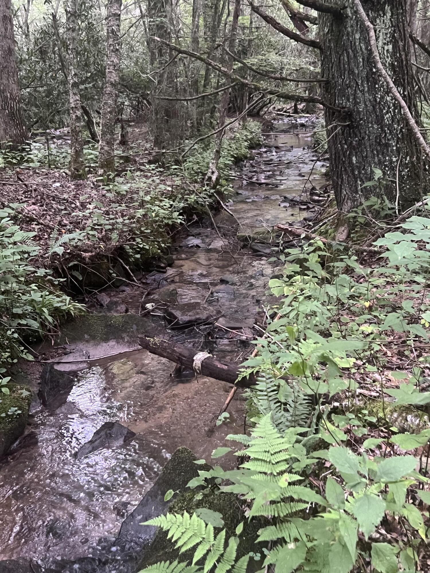 Tbd Tbd Nettle Patch Norton, VA 24273 - Photo 12 of 26 IMG_6497