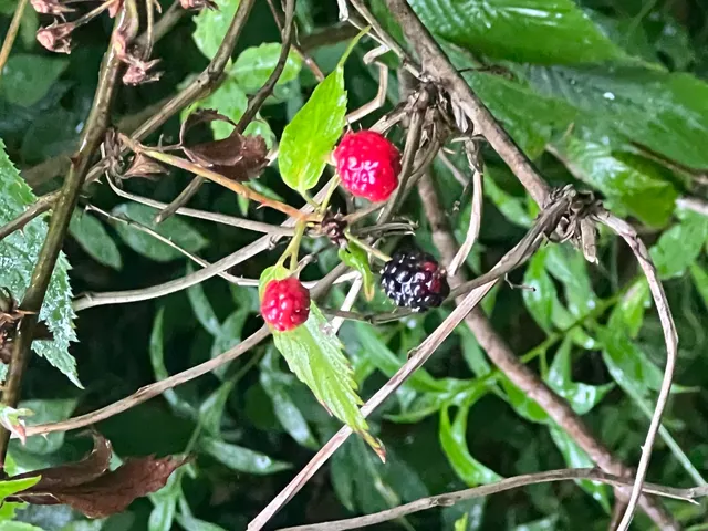 $149,500 | Tbd Tbd Nettle Patch, Norton, VA 24273