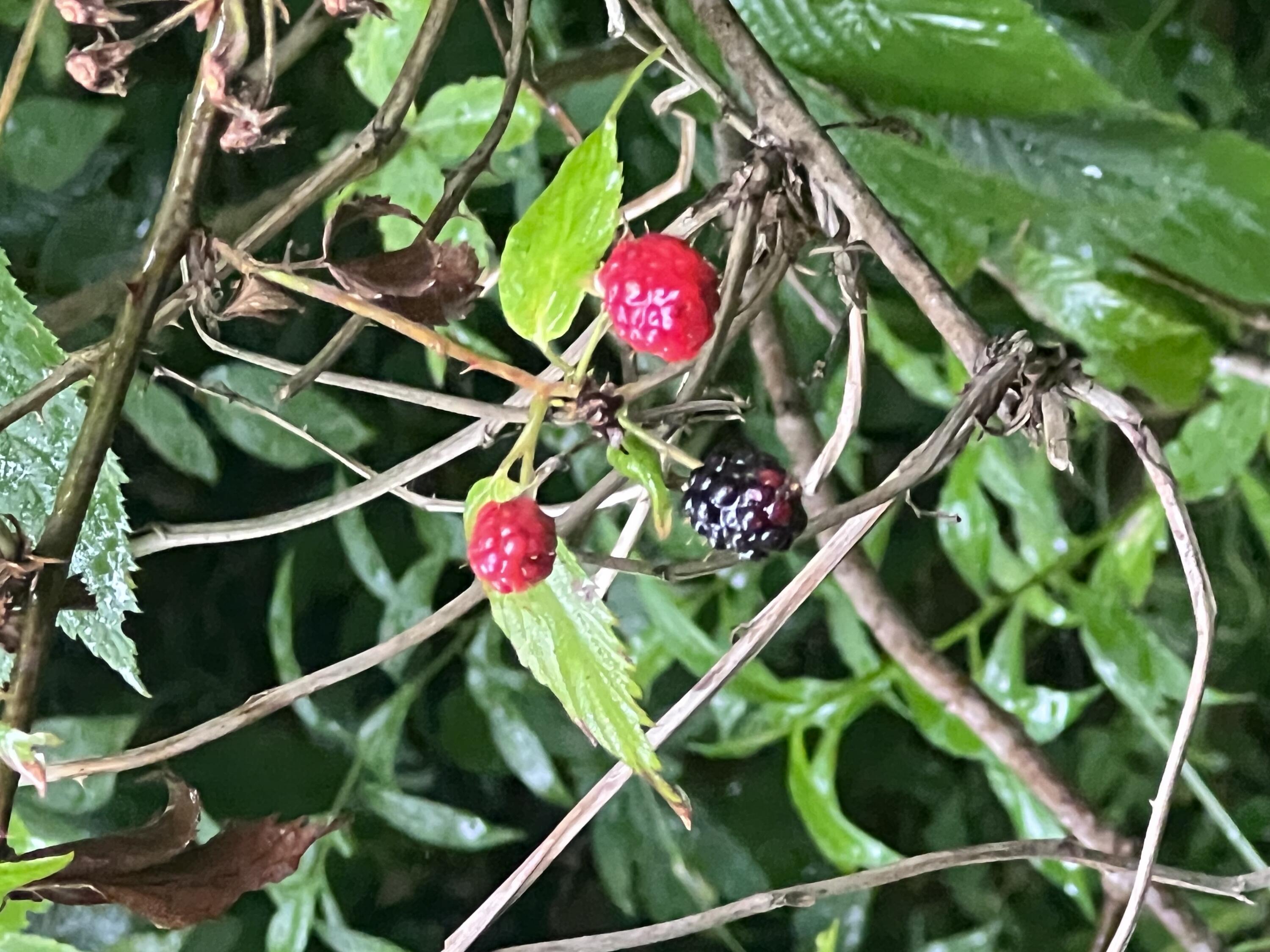 Tbd Tbd Nettle Patch Norton, VA 24273 - Photo 13 of 26 IMG_6510